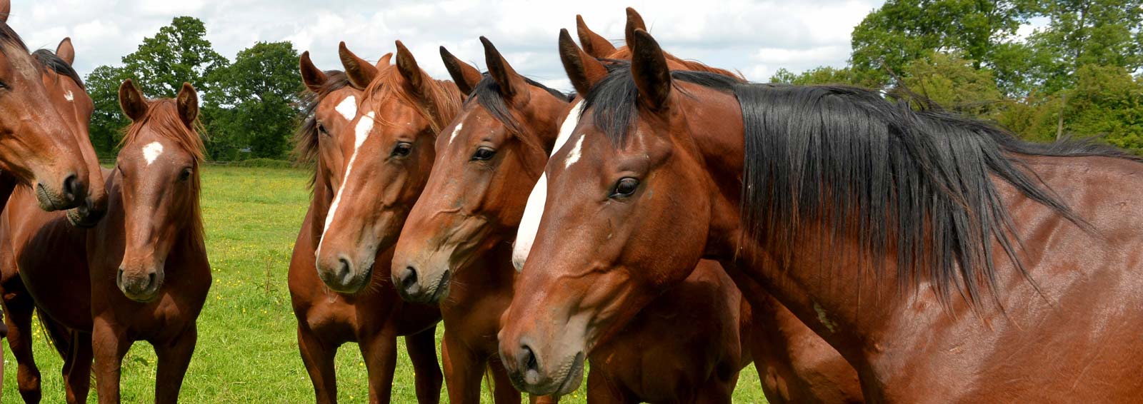 Een groep tweejarige paarden nieuwsgierig naar het laatste nieuws van Pweb Solutions.